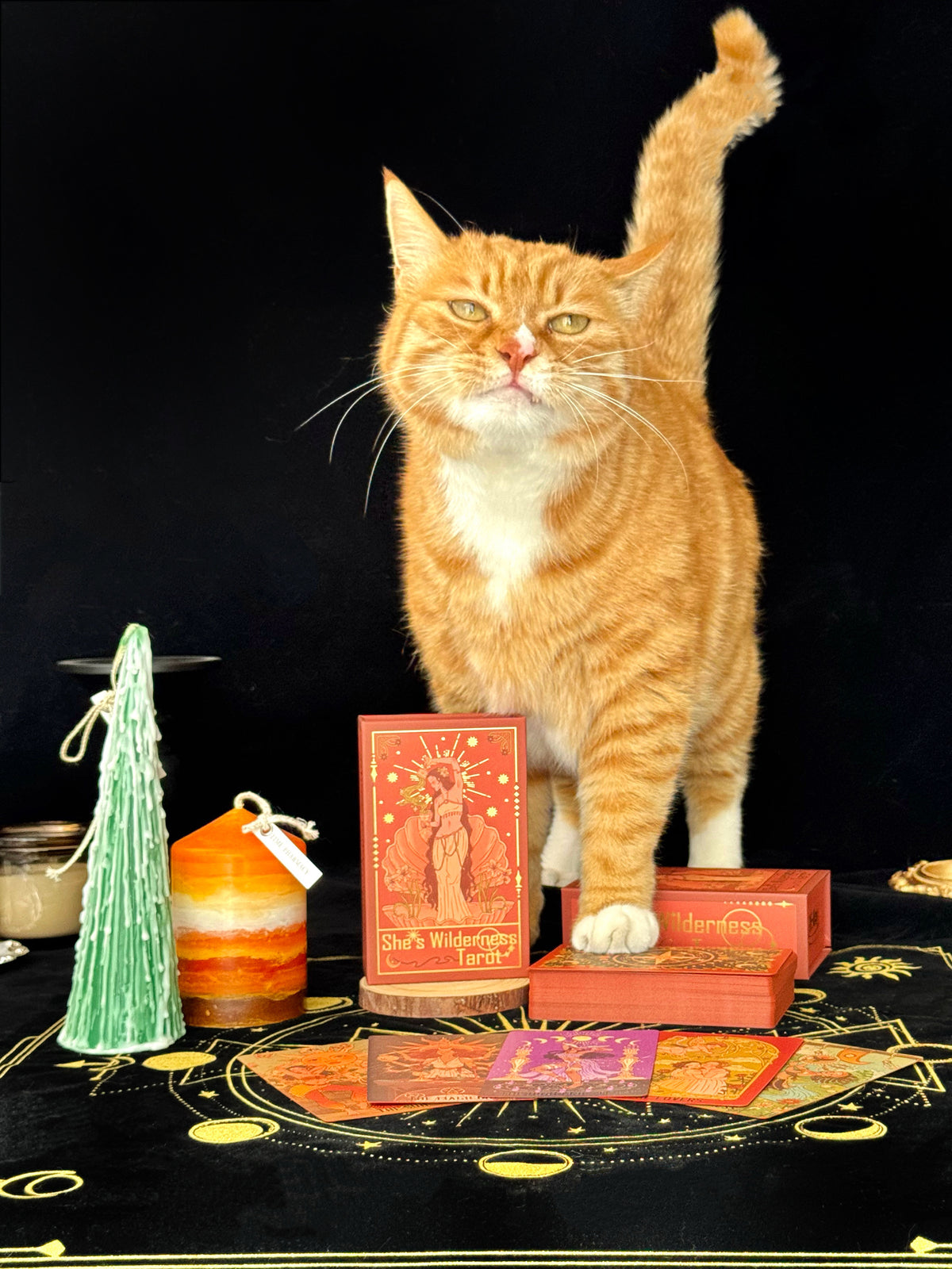 She's Wilderness Tarot Red Deluxe ——A Tribute to the Divine Feminine——All-Women Tarot Deck